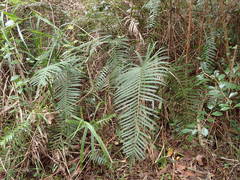 Strophocaulon unitum