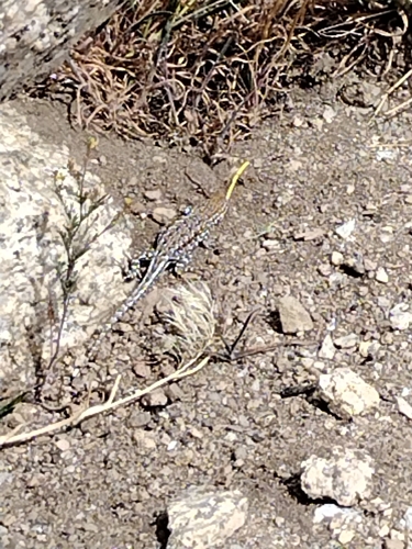 iNaturalist observation photo of Western Side-blotched Lizard