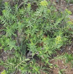 Crassula sarcocaulis