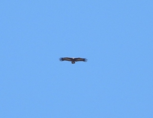Hooded Vulture