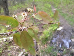 Amelanchier × neglecta