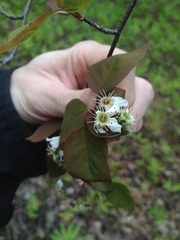 Amelanchier × neglecta