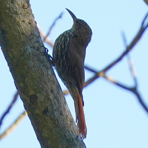 Scaled Woodcreeper (Lepidocolaptes squamatus), photo 2
