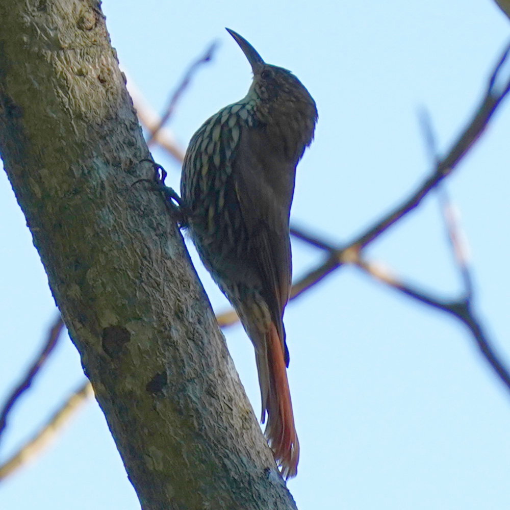 Scaled Woodcreeper (Lepidocolaptes squamatus), photo 2
