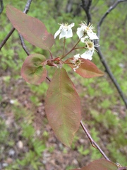Amelanchier × neglecta