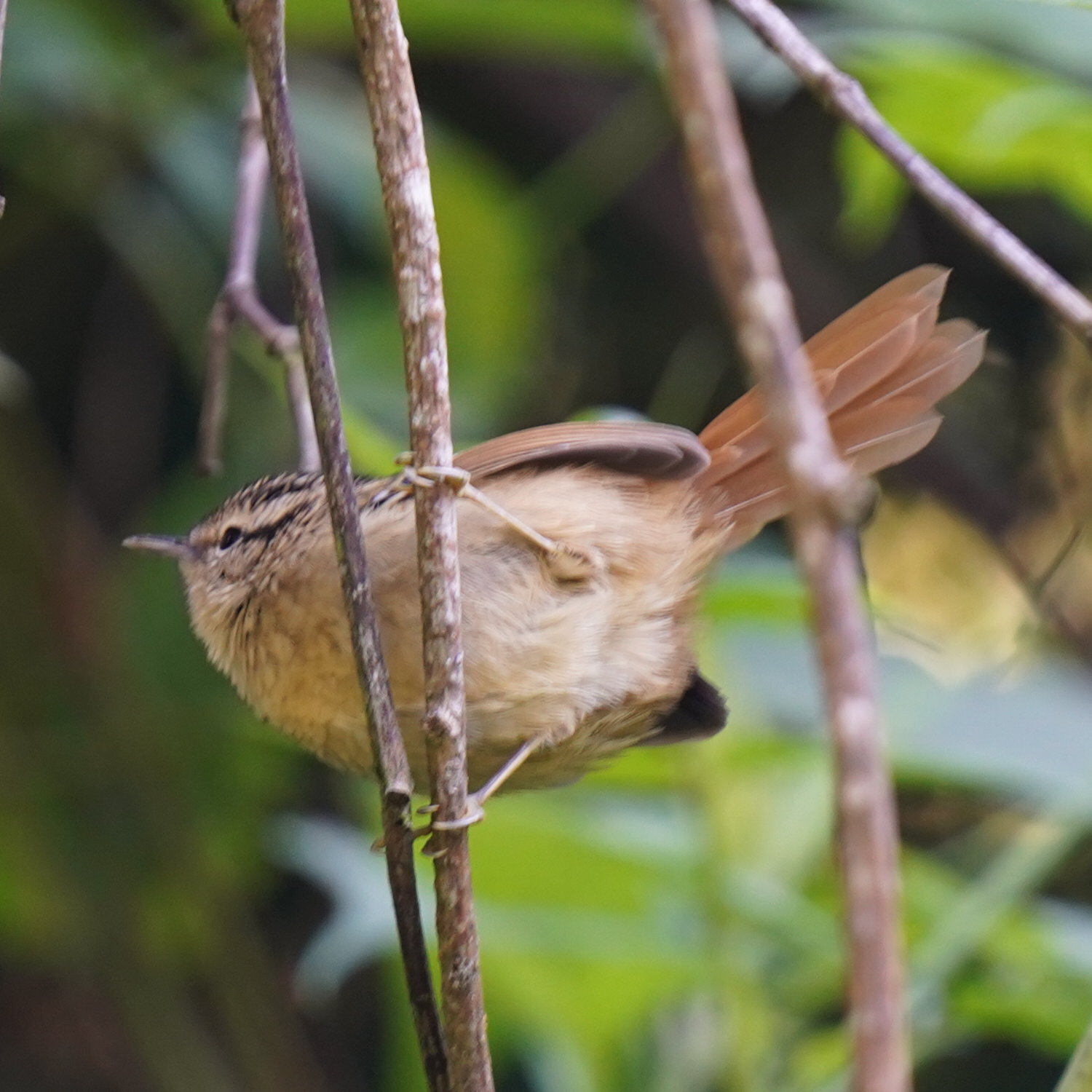 Rufous-tailed Antbird (Drymophila genei), photo 3