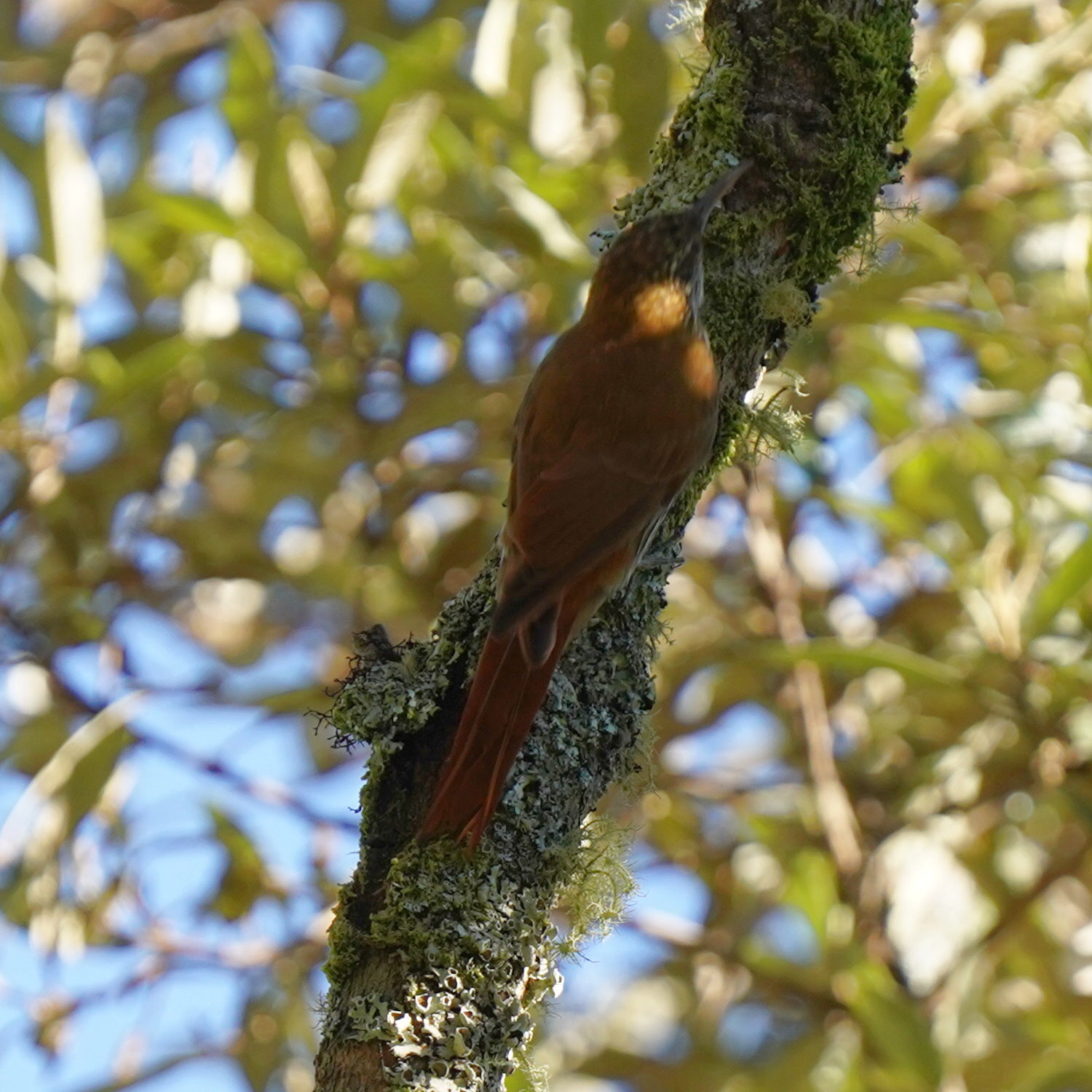 Scaled Woodcreeper (Lepidocolaptes squamatus), photo 3