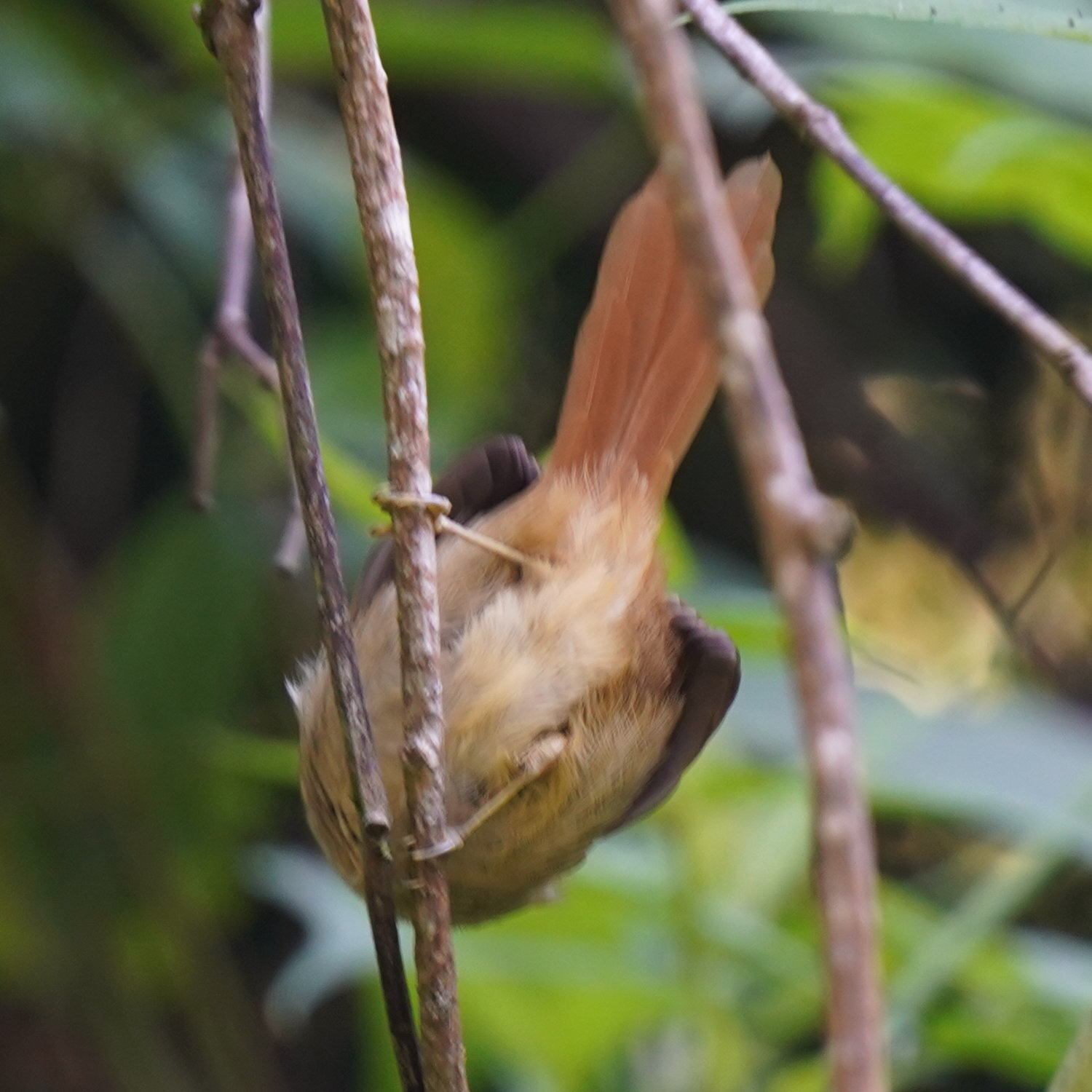 Rufous-tailed Antbird (Drymophila genei), photo 2