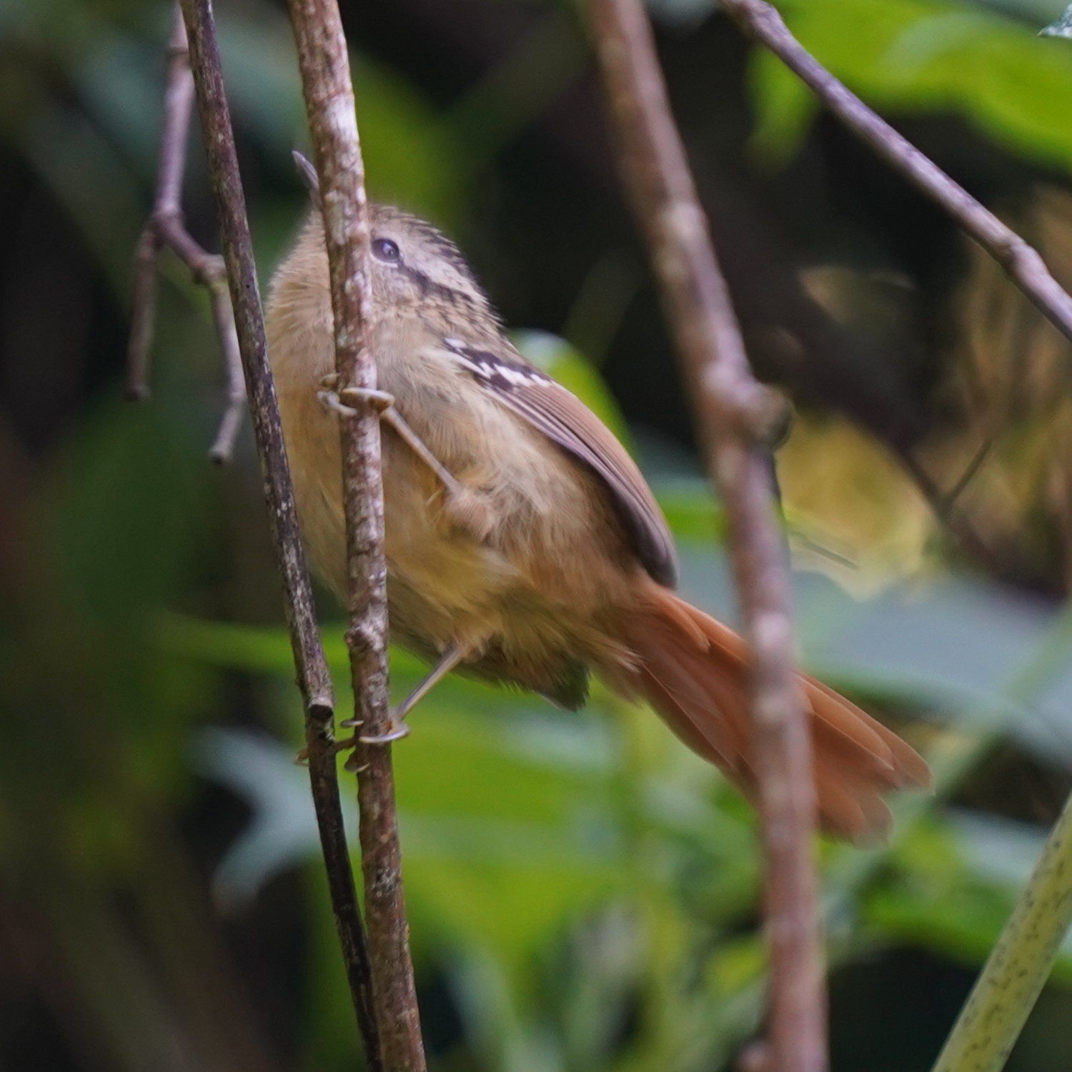Rufous-tailed Antbird (Drymophila genei), photo 1