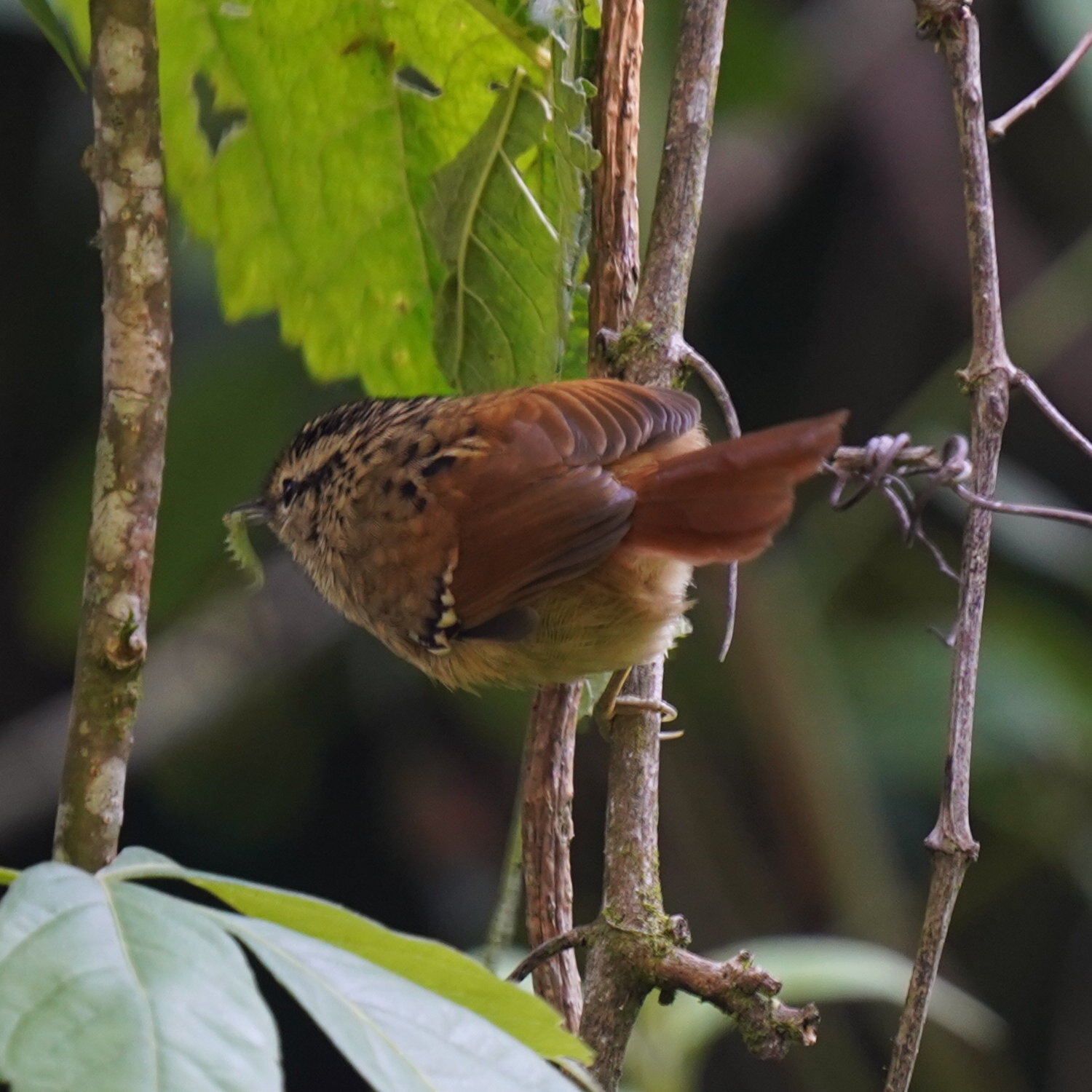 Rufous-tailed Antbird (Drymophila genei), photo 4
