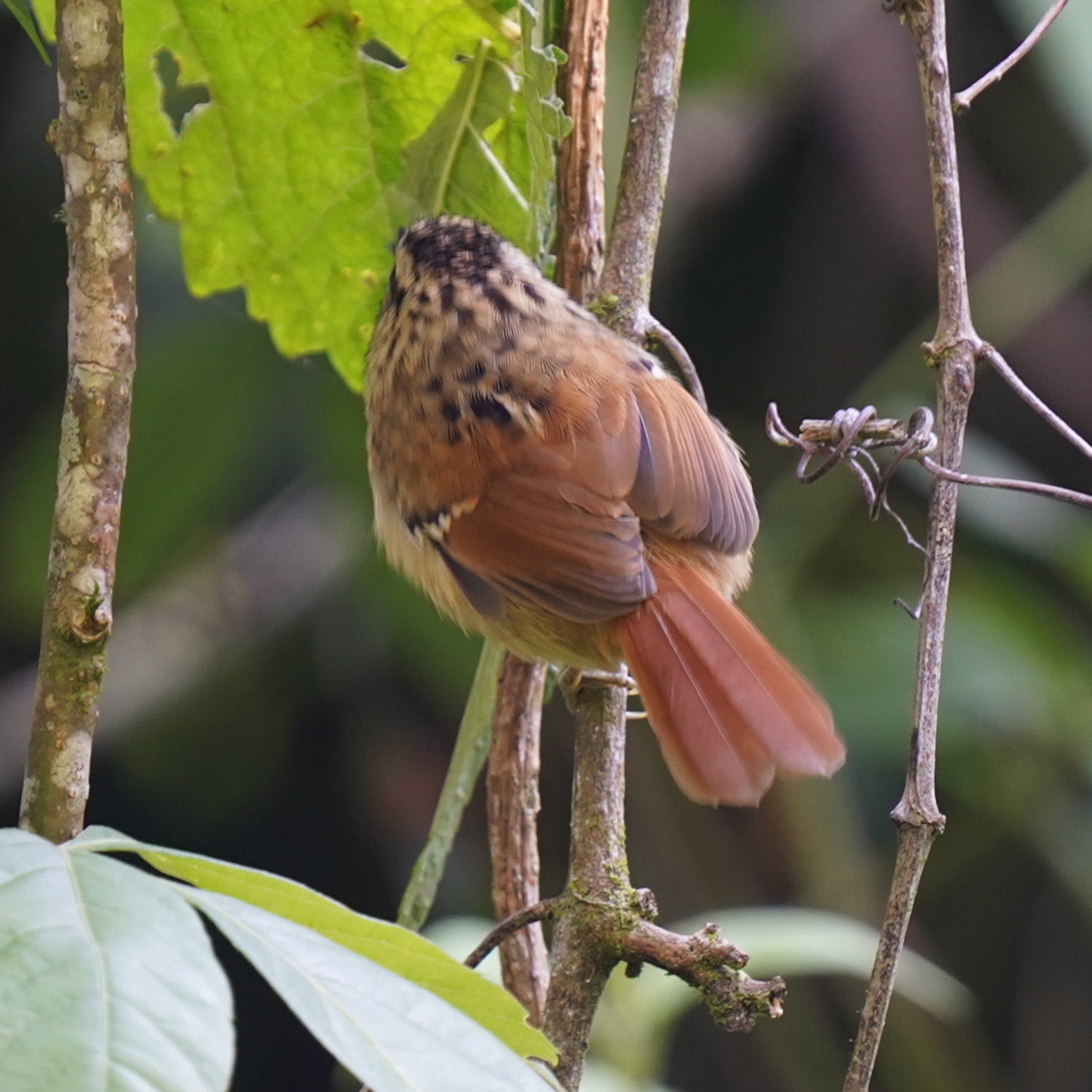 Rufous-tailed Antbird (Drymophila genei), photo 5
