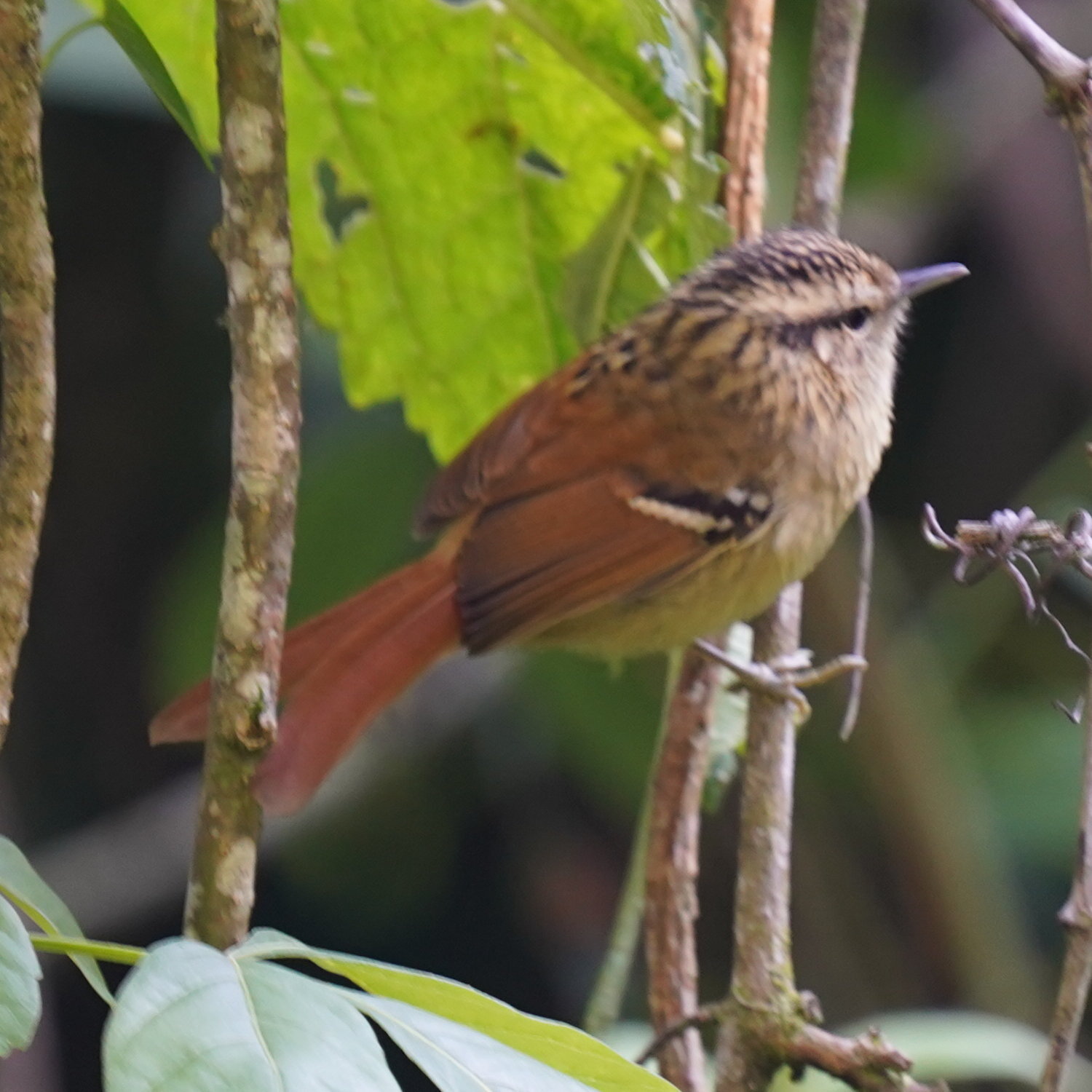 Rufous-tailed Antbird (Drymophila genei), photo 6