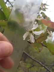 Amelanchier × neglecta