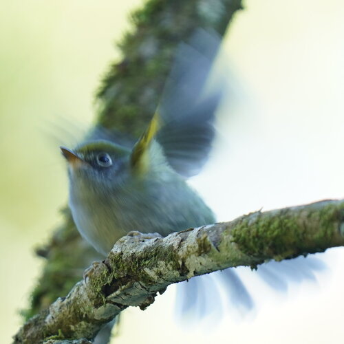 Serra do Mar Bristle Tyrant (Pogonotriccus difficilis), photo 8