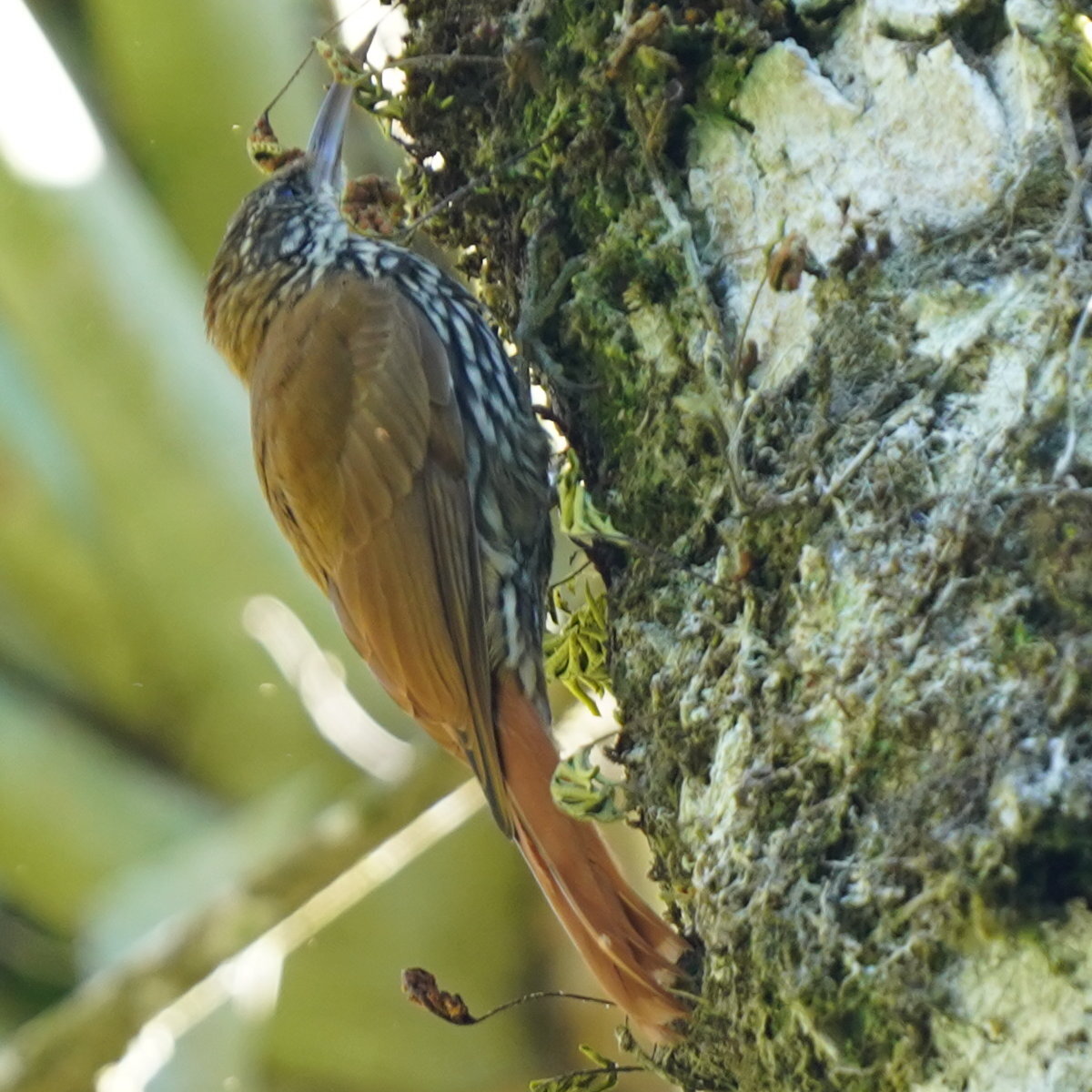 Scaled Woodcreeper (Lepidocolaptes squamatus), photo 5