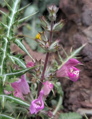 Dandelionleaf Sage