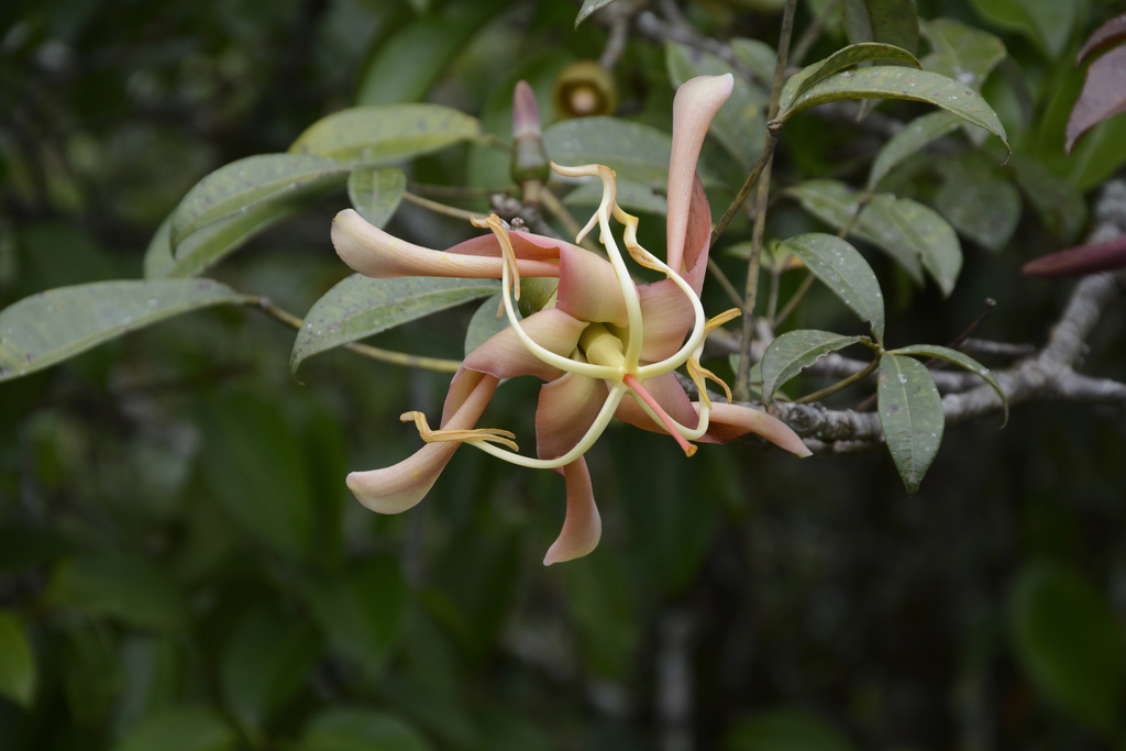 pink spirotheca