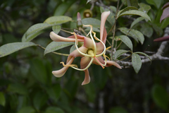 Floss Silk Tree (Chorisia)