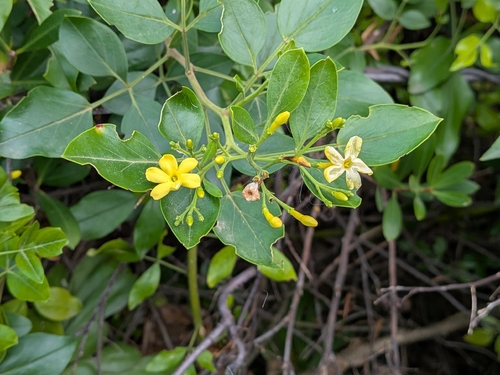 Chrysojasminum odoratissimum, photograph 3