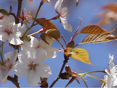 Prunus jamasakura