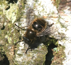 Tachina ursina