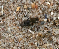 Trixoscelis obscurella