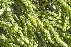 Hygrohypnum