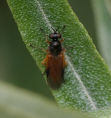 Beris vallata