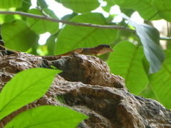 Anolis bartschi