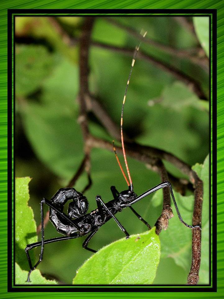 Autolyca