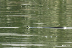 Thamnophis melanogaster