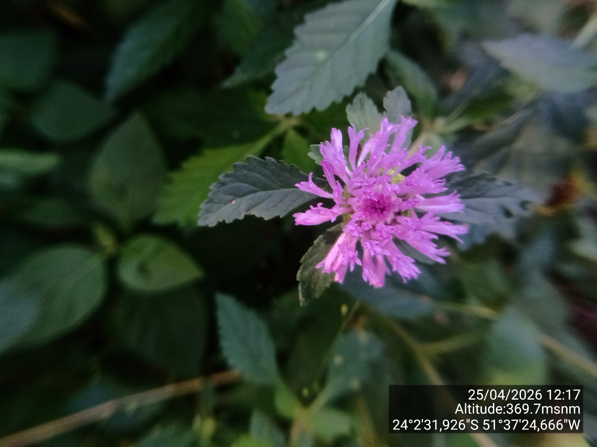 Centratherum punctatum