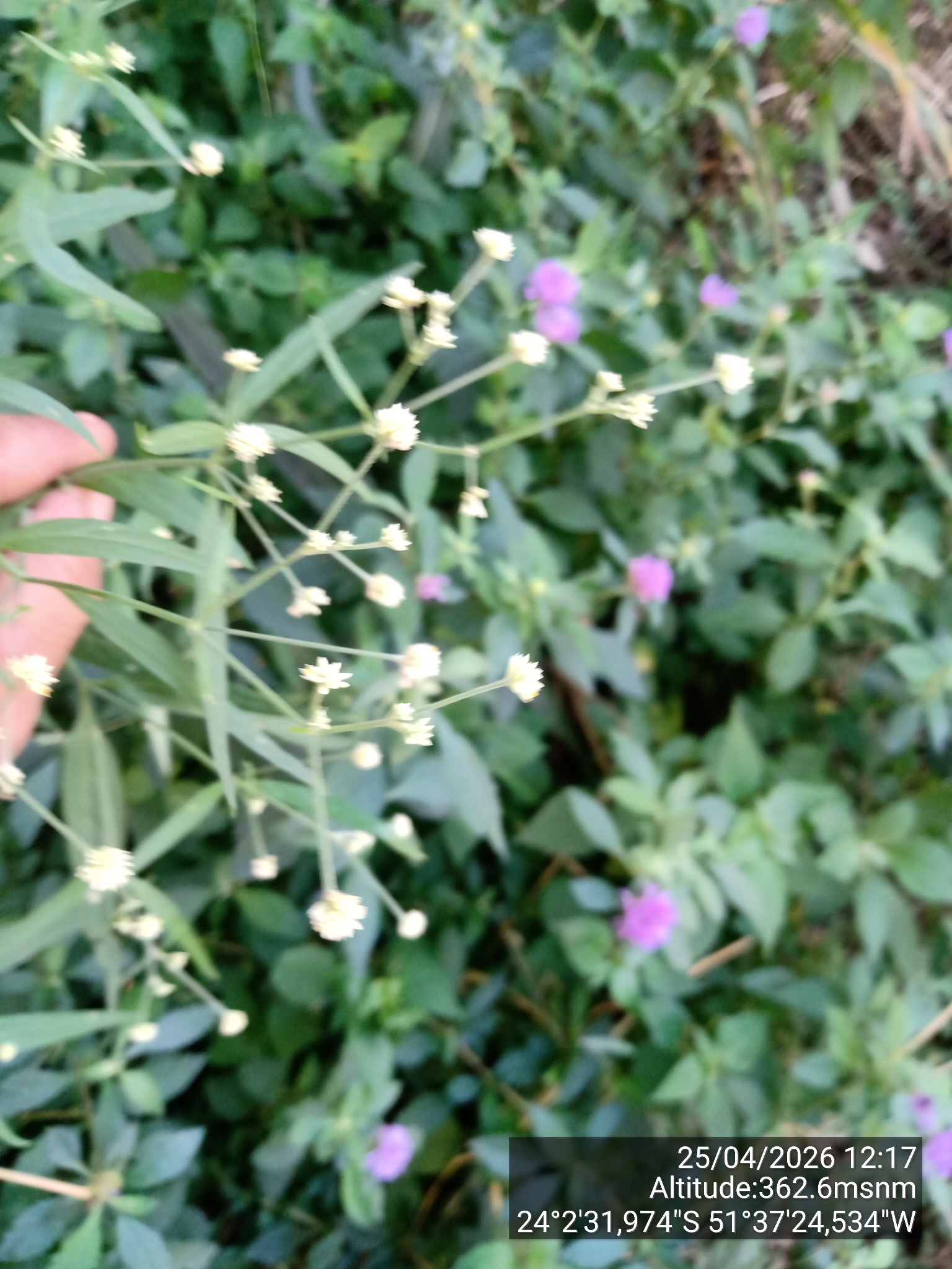 Pfaffia glomerata