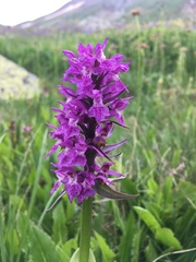 Dactylorhiza euxina