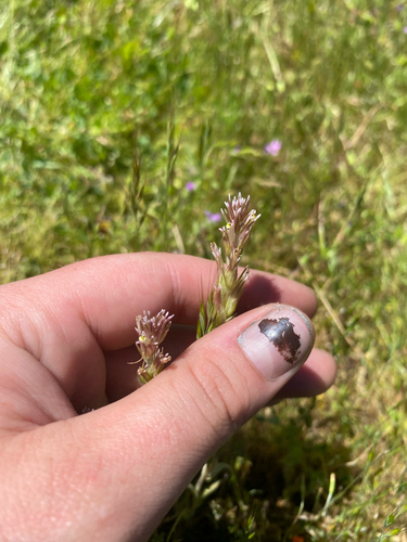 iNaturalist observation photo of valley tassels