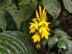 Yellow Aphelandra (Aphelandra sulphurea)