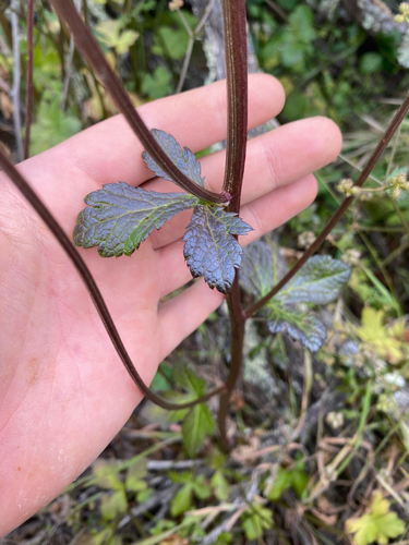 iNaturalist observation photo of Pacific Sanicle