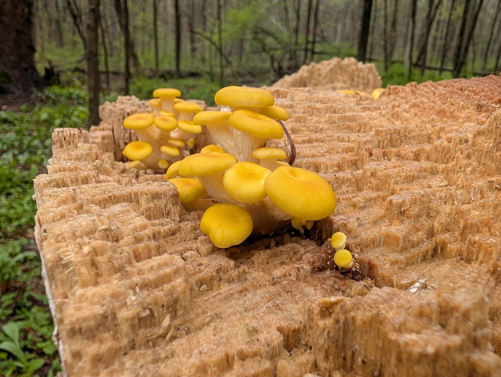 Pleurotus citrinopileatus · April 2026 · photo: © tipulidae (iNaturalist, cc-by)