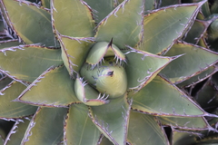Agave margaritae