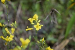 Physaria filiformis