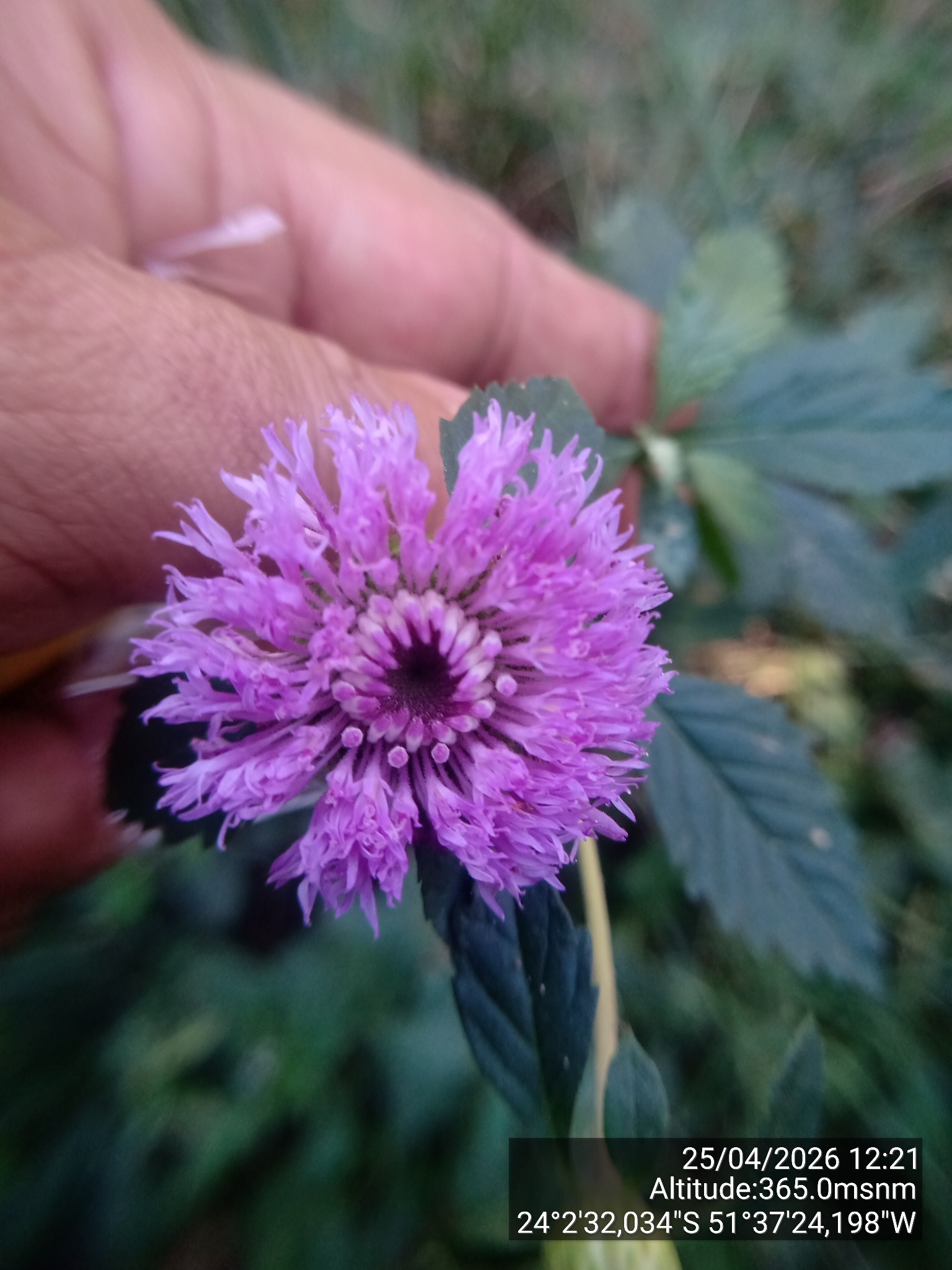 Centratherum punctatum
