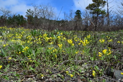 Physaria filiformis