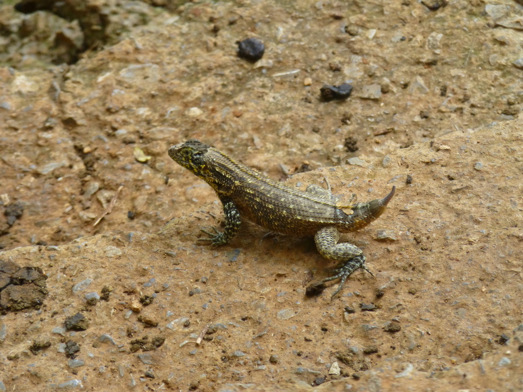 Leiocephalus carinatus mogotensis