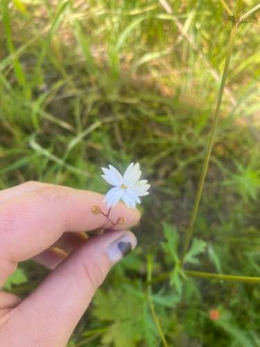 iNaturalist observation photo of San Francisco woodland-star