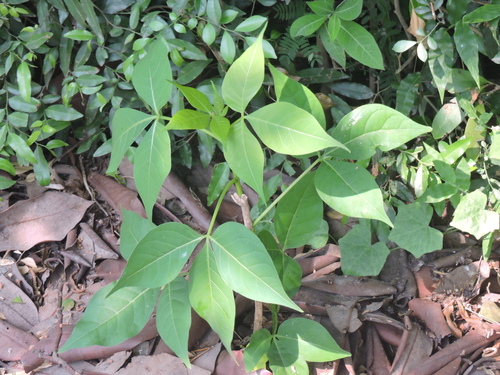 Crateva religiosa observed 2026-04-25