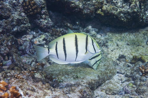 Convict Surgeonfish, Cabo Pulmo, B.C.S., México, photo 8 of 10
