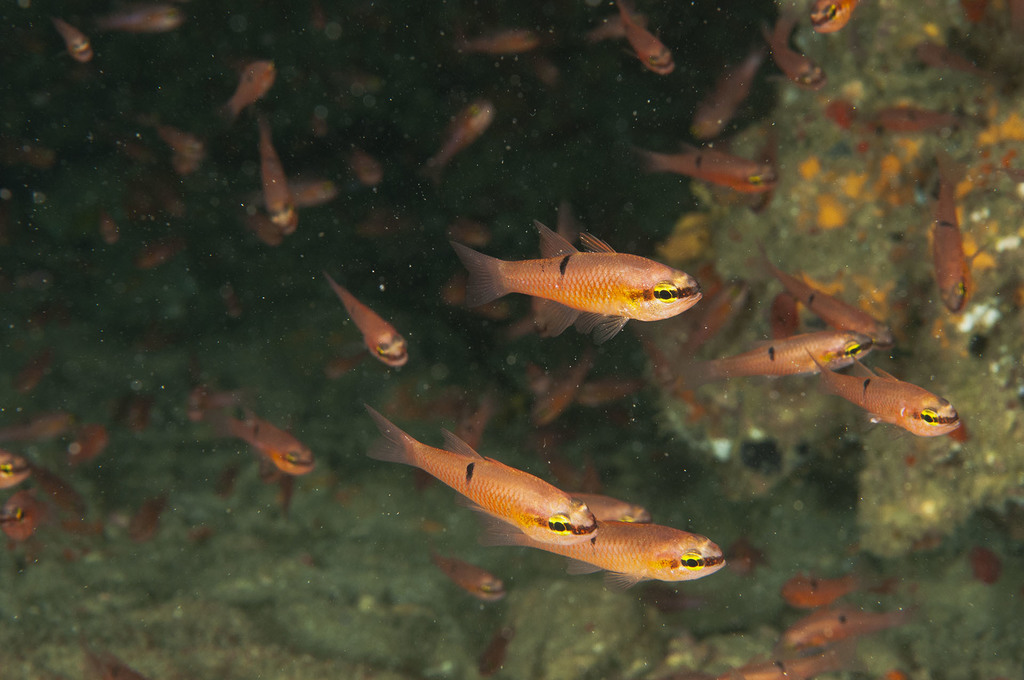 Pink Cardinalfish