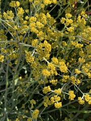 Helichrysum stenopterum