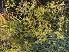 Helichrysum stenopterum