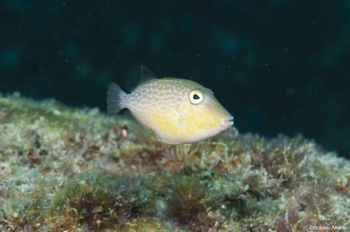 Orangeside Triggerfish